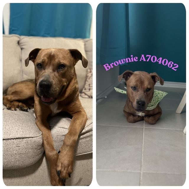 adoptable Dog in San Antonio, TX named BROWNIE