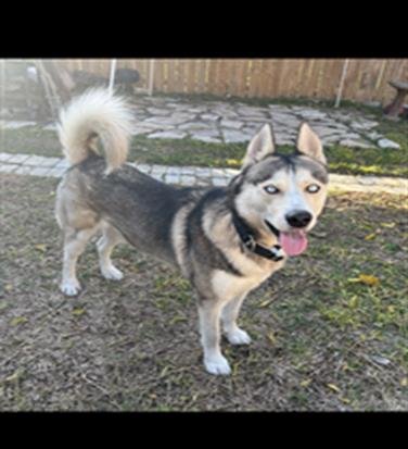 adoptable Dog in San Antonio, TX named SHADOW