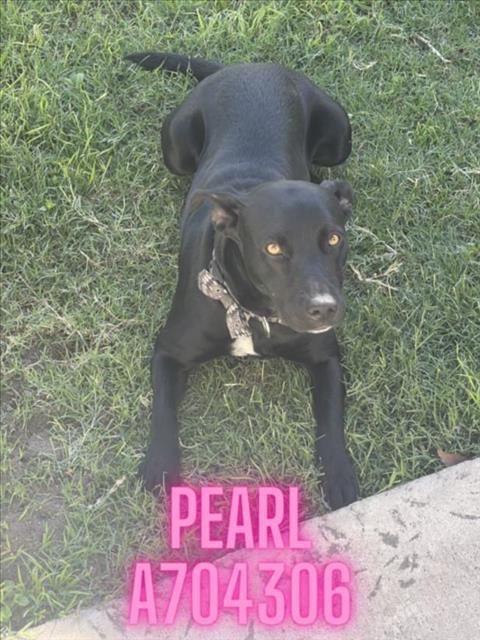 adoptable Dog in San Antonio, TX named PEARL