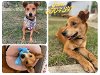adoptable Dog in anton, TX named JUNE