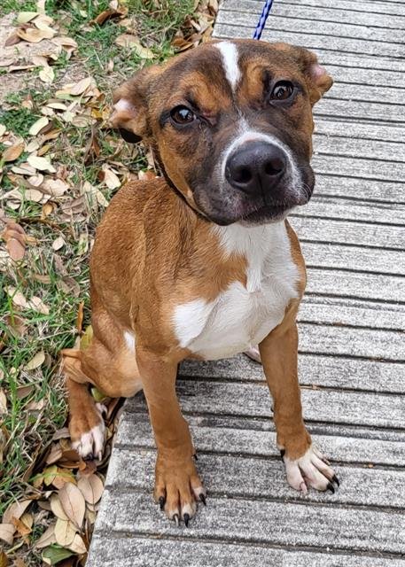 adoptable Dog in San Antonio, TX named LEIA