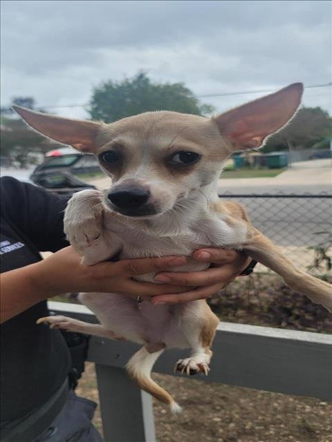 adoptable Dog in San Antonio, TX named MARGARITA