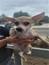adoptable Dog in anton, TX named MARGARITA