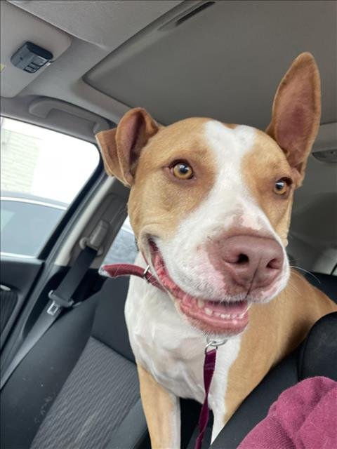 adoptable Dog in San Antonio, TX named DOZER