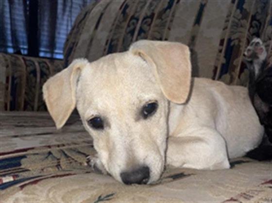 adoptable Dog in San Antonio, TX named ELLIE