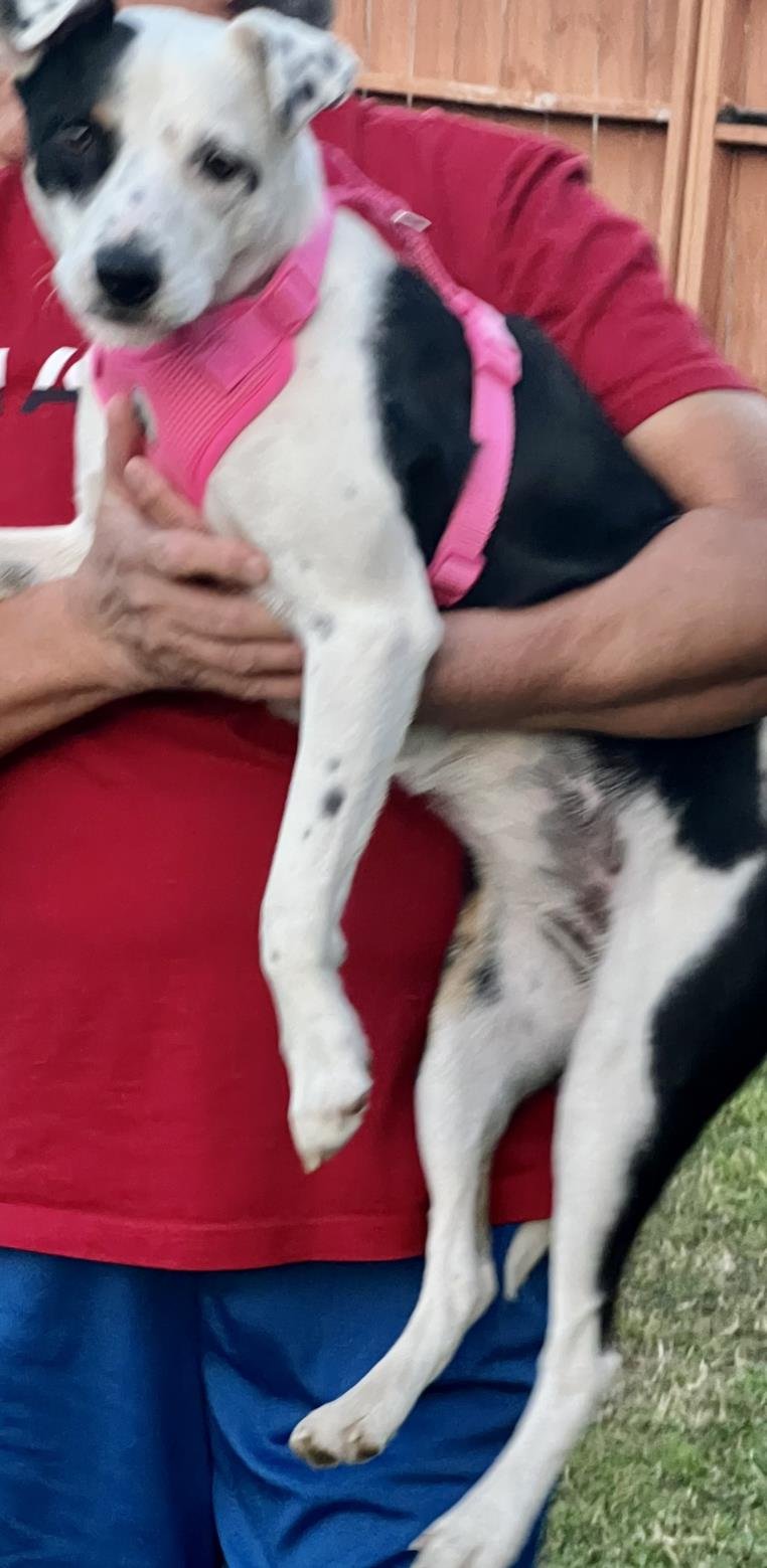 adoptable Dog in San Antonio, TX named FAITH