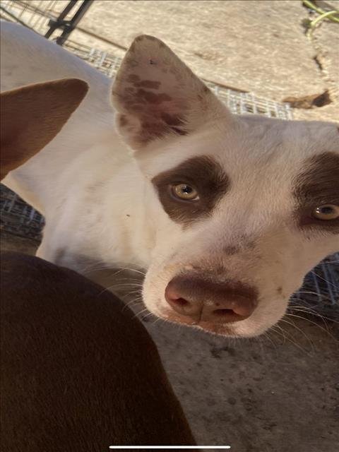 adoptable Dog in San Antonio, TX named DOMINO