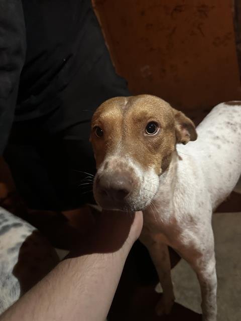 adoptable Dog in San Antonio, TX named CHEEZIT