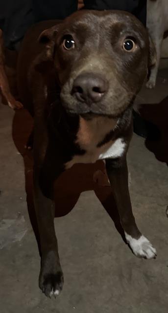 adoptable Dog in San Antonio, TX named HERSHEY