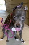 adoptable Dog in  named DAHLIA