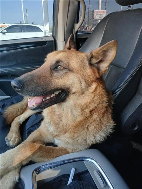 adoptable Dog in San Antonio, TX named MAX