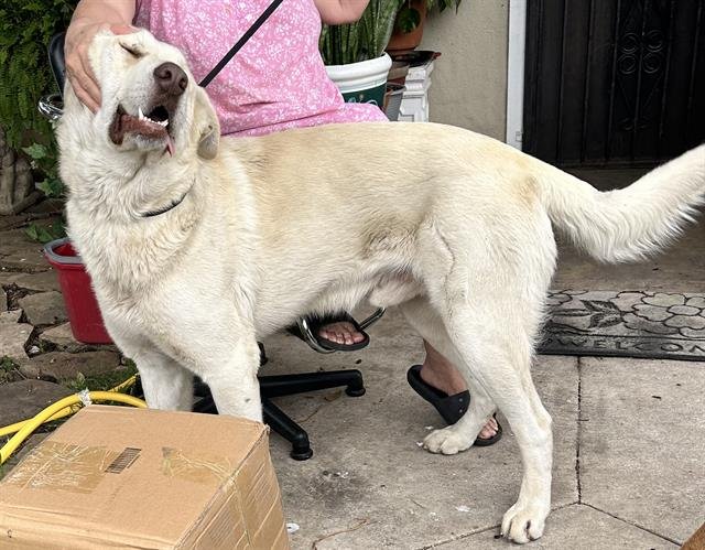 adoptable Dog in San Antonio, TX named ZEU