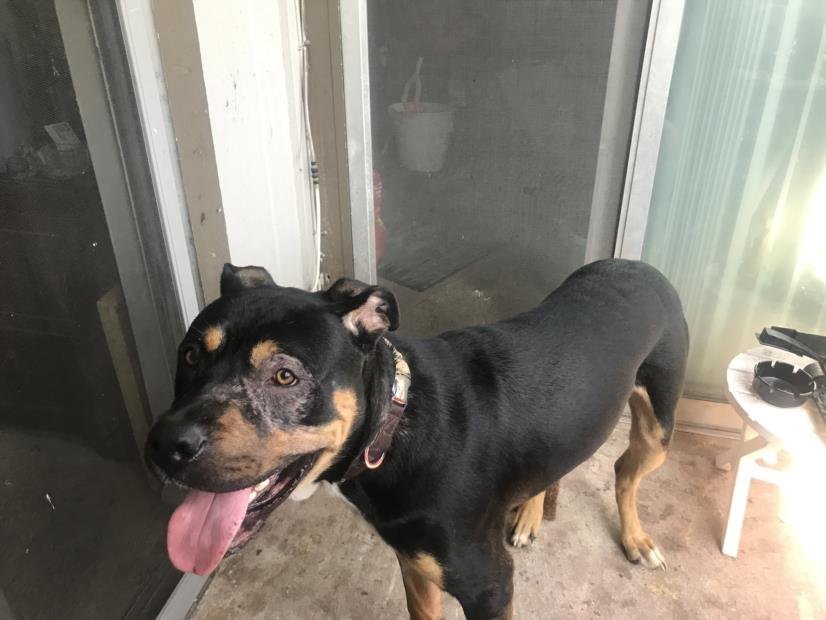 adoptable Dog in San Antonio, TX named LUTHER VANPAWS