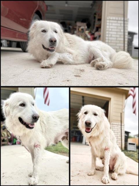 adoptable Dog in San Antonio, TX named AURORA