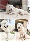 adoptable Dog in anton, TX named AURORA