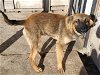 adoptable Dog in anton, TX named BANDIT