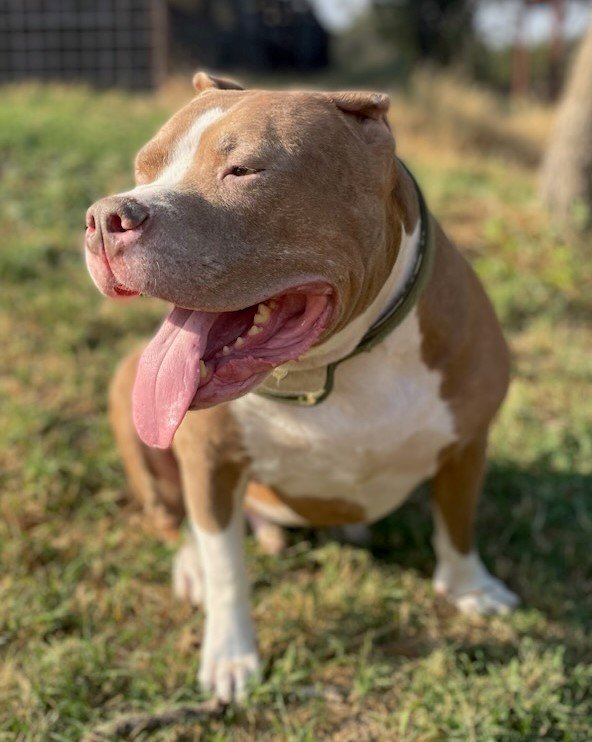 adoptable Dog in San Antonio, TX named LEGION