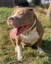 adoptable Dog in anton, TX named LEGION