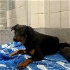 adoptable Dog in anton, TX named LOLA
