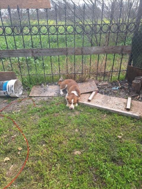 adoptable Dog in San Antonio, TX named TINA