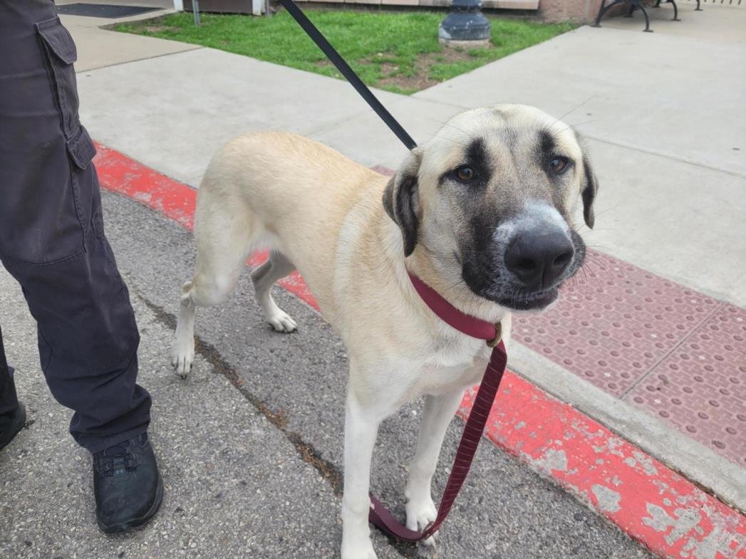 adoptable Dog in San Antonio, TX named CHLOE