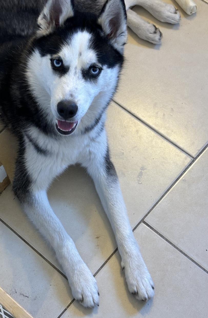 adoptable Dog in San Antonio, TX named A707442