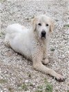 adoptable Dog in san antonio, TX named A707452