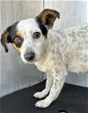 adoptable Dog in anton, TX named LILY