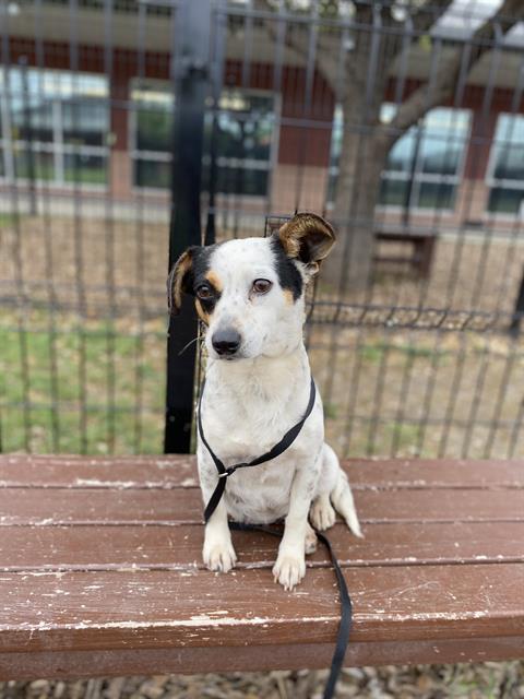 adoptable Dog in San Antonio, TX named LILY