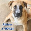 adoptable Dog in anton, TX named ATTICUS