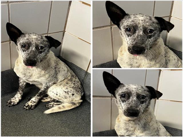 adoptable Dog in San Antonio, TX named DREAMER