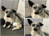 adoptable Dog in  named DREAMER