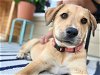 adoptable Dog in  named ENOLA