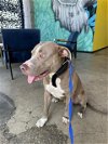 adoptable Dog in san antonio, TX named A707901