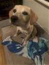 adoptable Dog in san antonio, TX named A707936