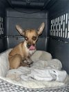 adoptable Dog in san antonio, TX named A707954