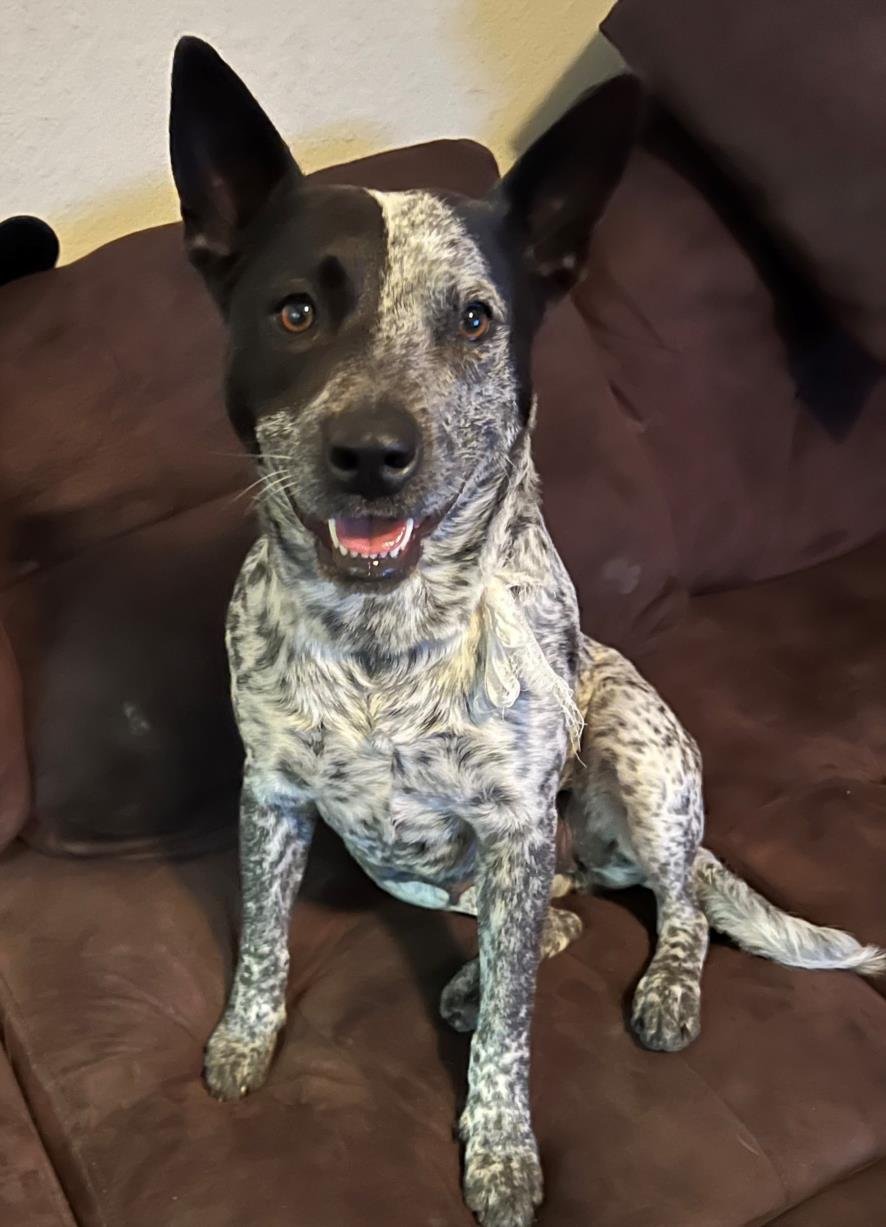 adoptable Dog in San Antonio, TX named BAILEY