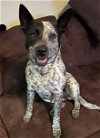 adoptable Dog in anton, TX named BAILEY