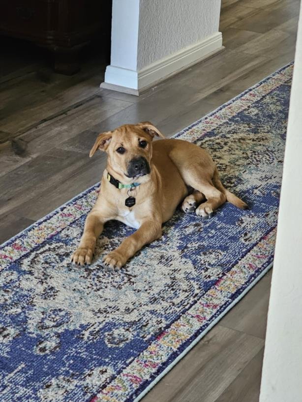 adoptable Dog in San Antonio, TX named LEO