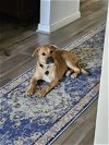adoptable Dog in anton, TX named LEO