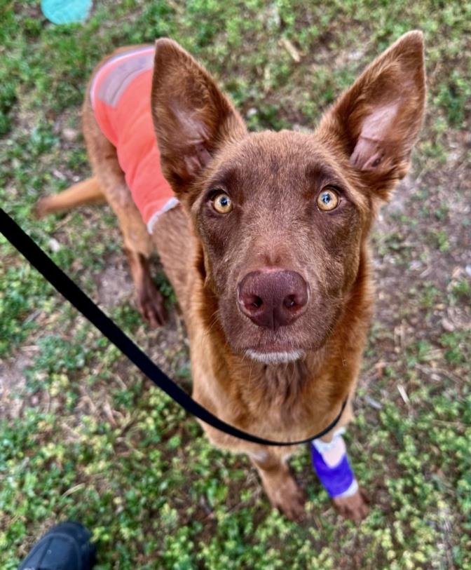 adoptable Dog in San Antonio, TX named CINNAMON