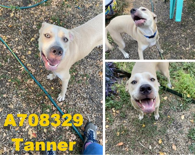 adoptable Dog in San Antonio, TX named TANNER