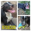 adoptable Dog in  named ELSEY