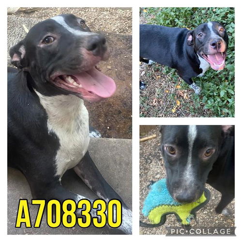 picture of the dog needing adoption