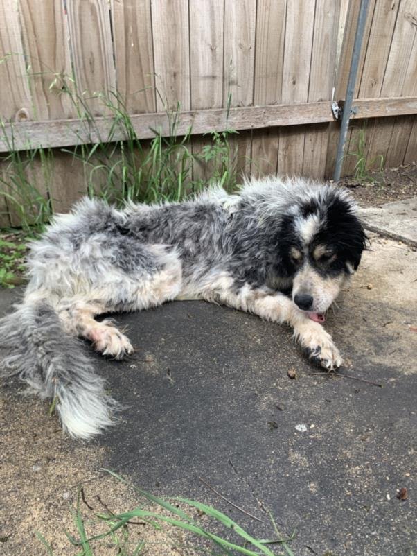 adoptable Dog in San Antonio, TX named YETI