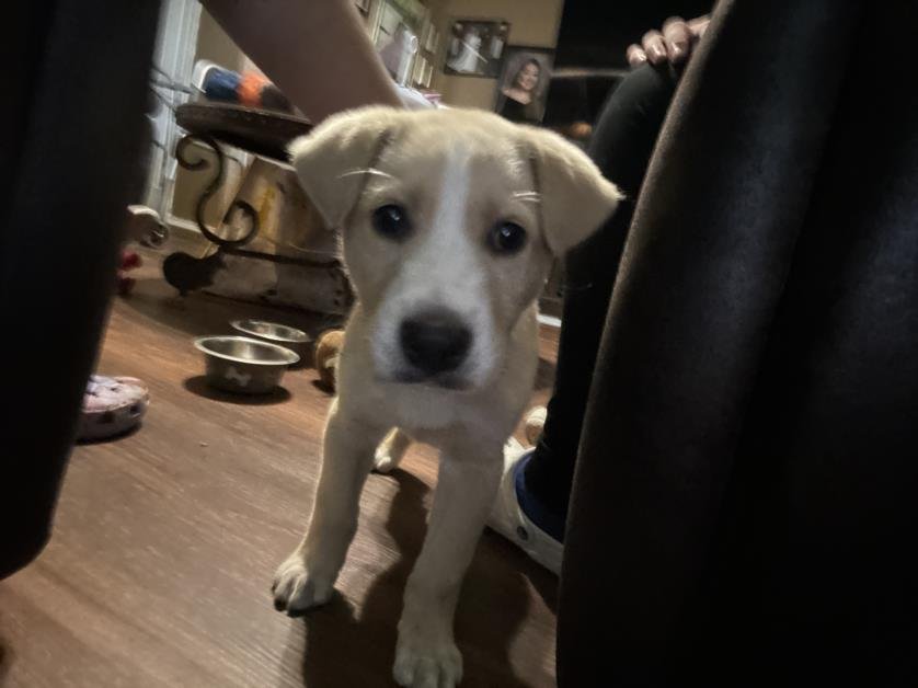 adoptable Dog in San Antonio, TX named A708527