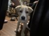 adoptable Dog in san antonio, TX named A708527