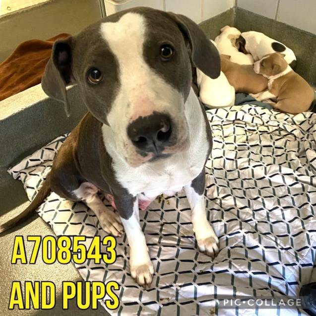 adoptable Dog in San Antonio, TX named LUCY