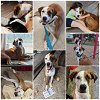 adoptable Dog in anton, TX named ALFIE