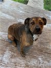 adoptable Dog in san antonio, TX named A456881